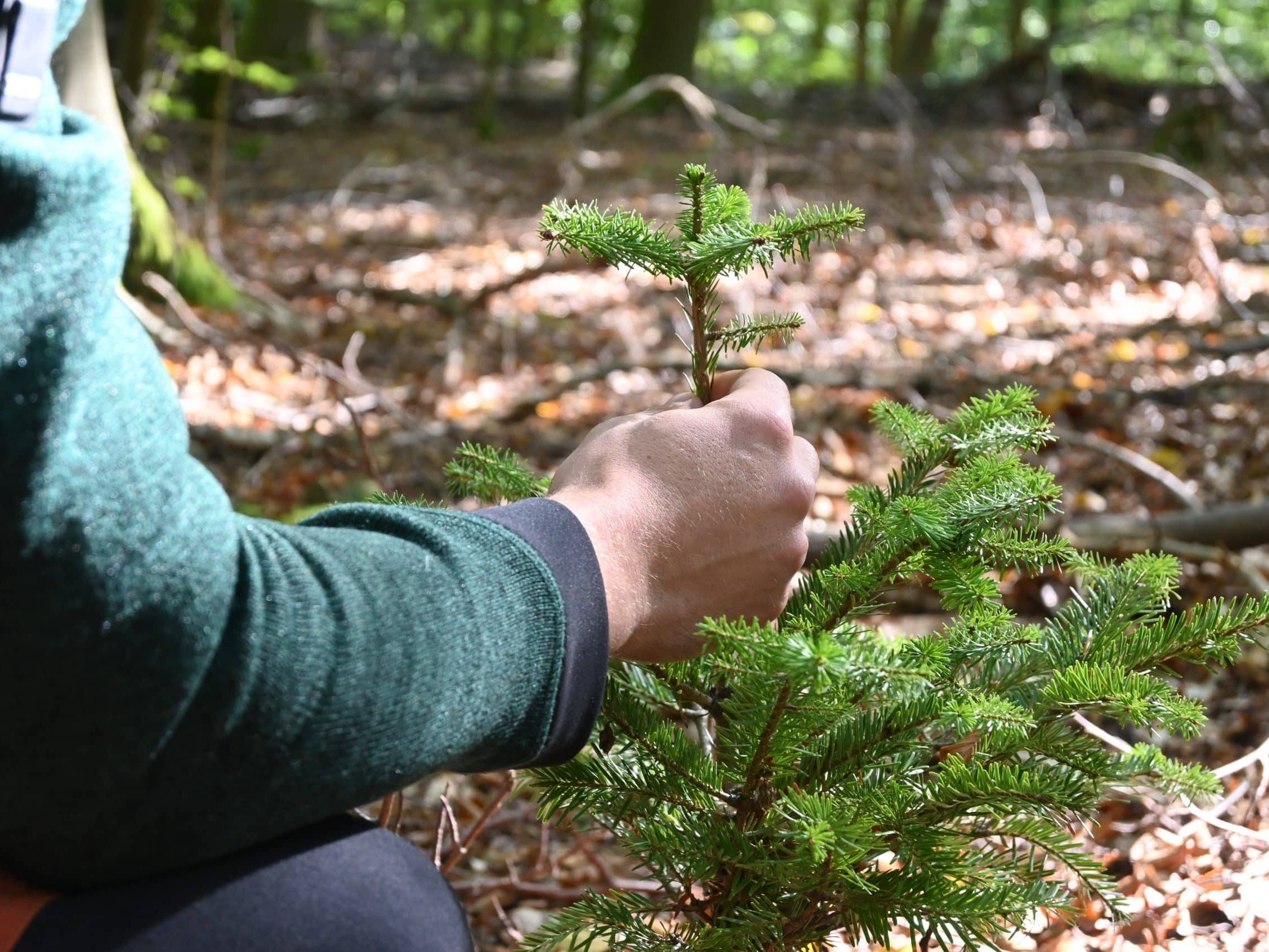 Förster begutachtet Pflänzling im Forst, Laub, Wald, Adrian Schüler, sicher ,nachhaltig